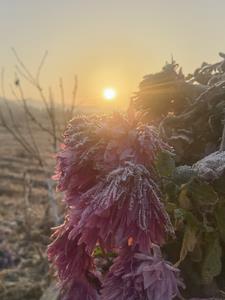 花开花易落 是什么歌