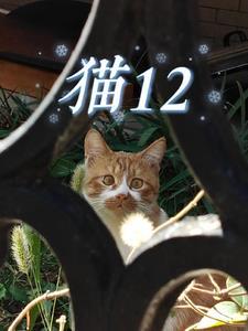 猫吃什么